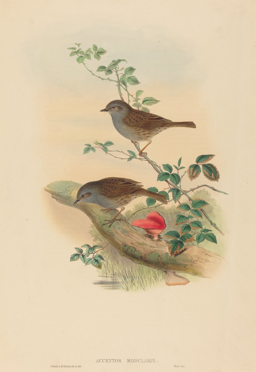 Accentor modularis Dunnock. Skaber: John Gould, Henry Constantine Richter. af John Gould and Henry Constantine Richter John Gould and Henry Constantine Richter