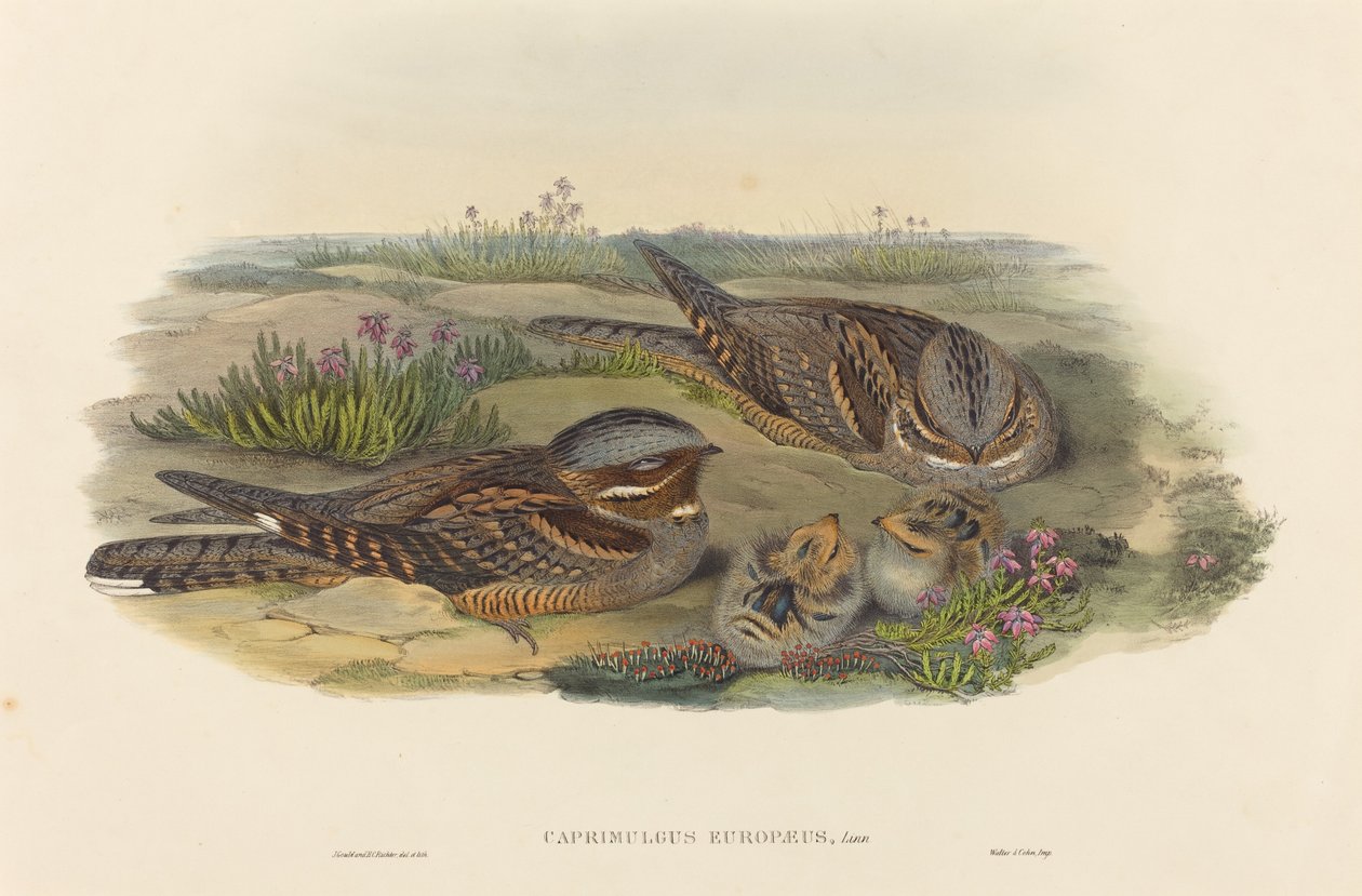 Caprimulgus europaeus Nightjar. Skaber: John Gould, Henry Constantine Richter. af John Gould and Henry Constantine Richter John Gould and Henry Constantine Richter
