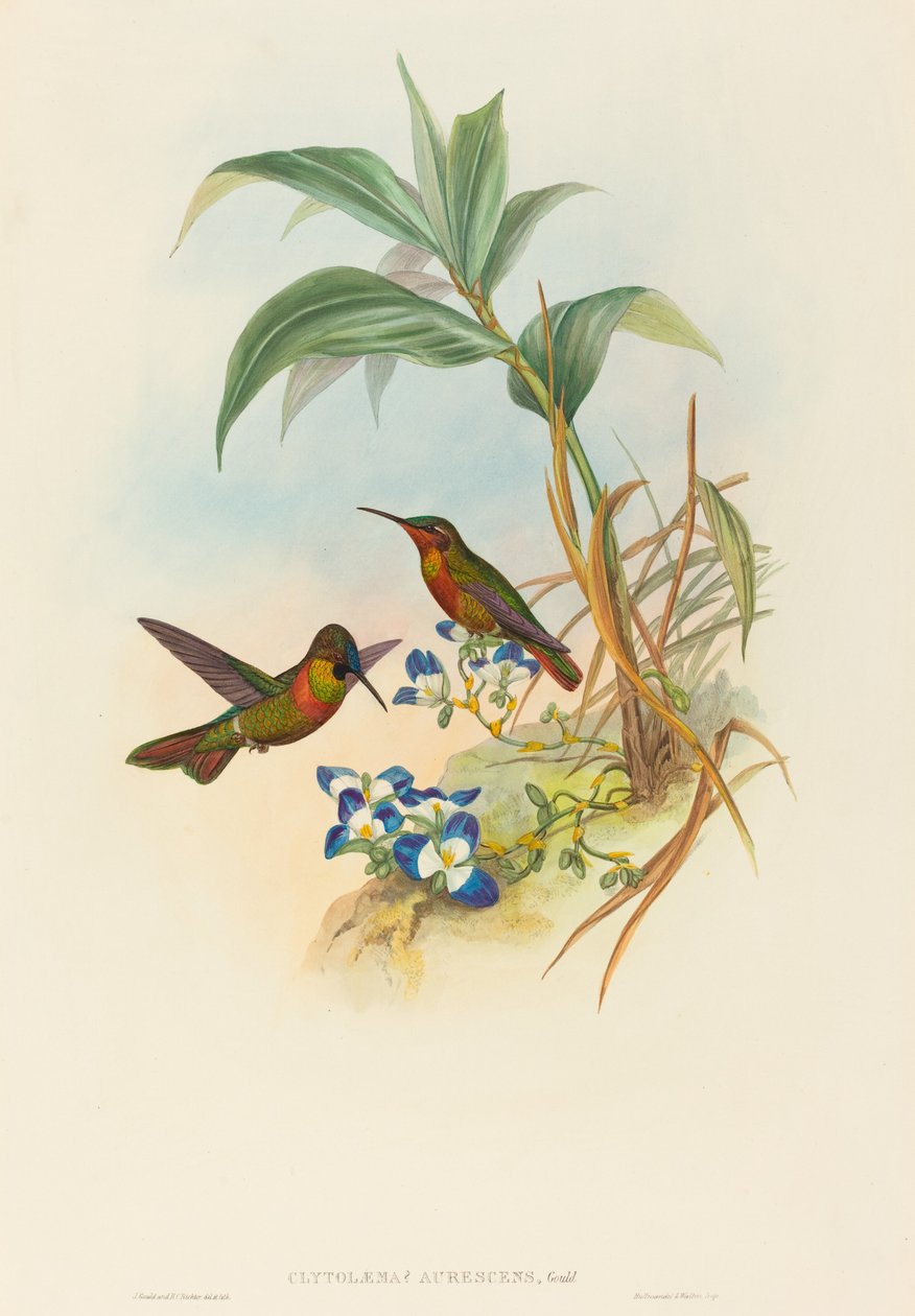 Clytolaema aurescens Banded Ruby eller Gould