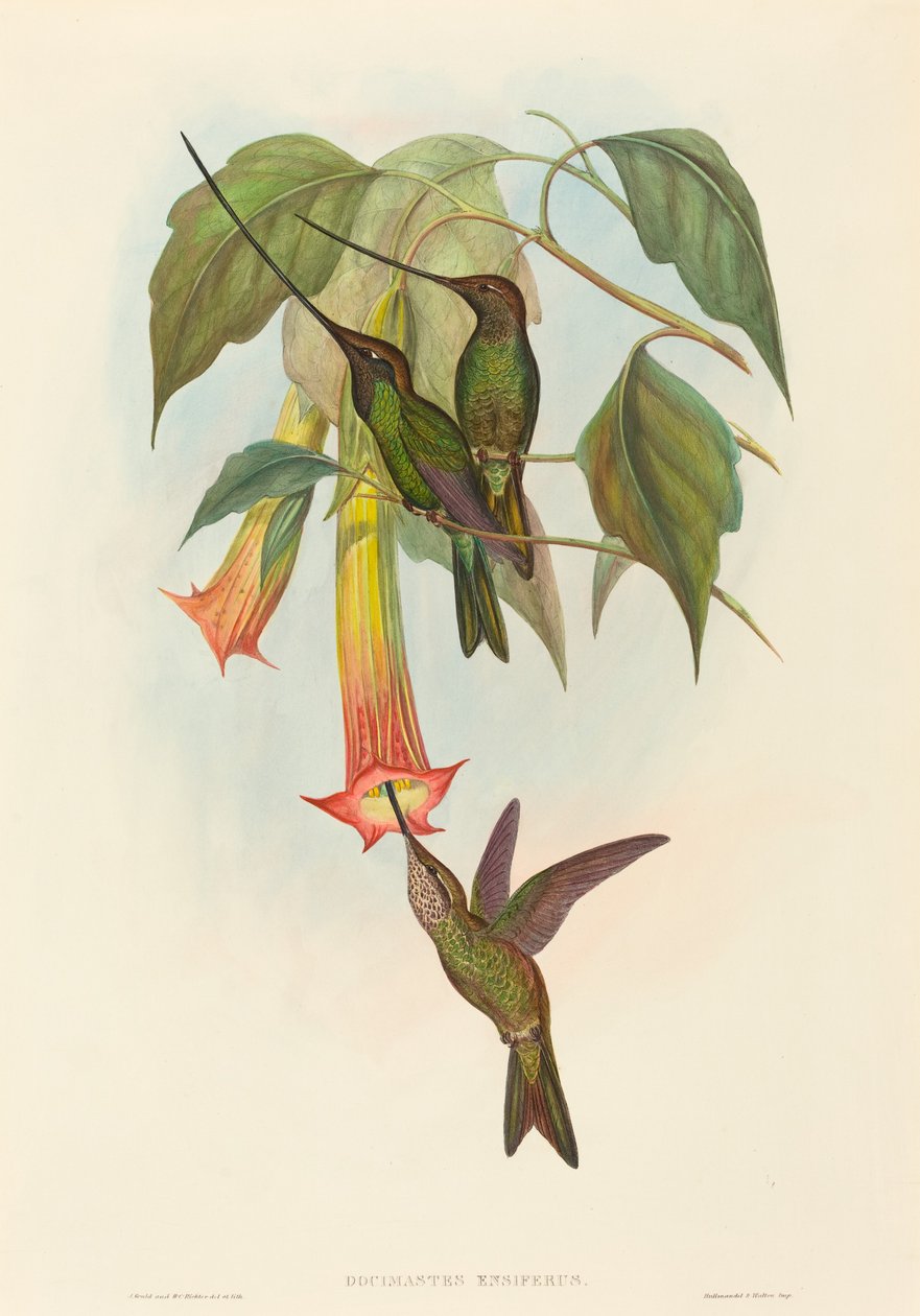 Docimastes ensiferus Sværdnæbbet kolibri. Skaber: John Gould, Henry Constantine Richter. af John Gould and Henry Constantine Richter John Gould and Henry Constantine Richter
