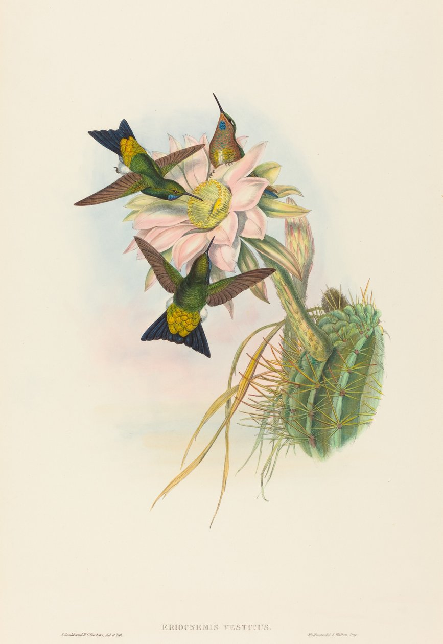 Eriocnemis vestitus Glødende Puff-Leg. Skaber: John Gould, Henry Constantine Richter. af John Gould and Henry Constantine Richter John Gould and Henry Constantine Richter