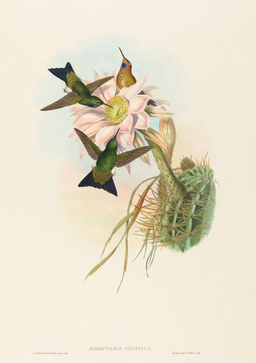 Eriocnemis vestitus Glødende Puff-Leg. Skaber: John Gould, Henry Constantine Richter. af John Gould and Henry Constantine Richter John Gould and Henry Constantine Richter
