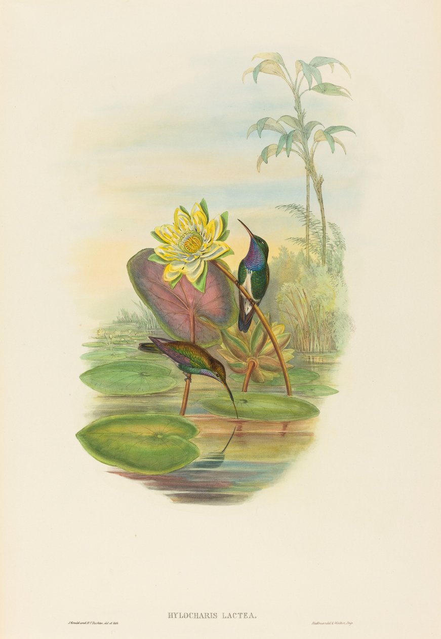 Hylocharis lactea Safir-breasted Emerald. Skaber: John Gould, Henry Constantine Richter. af John Gould and Henry Constantine Richter John Gould and Henry Constantine Richter
