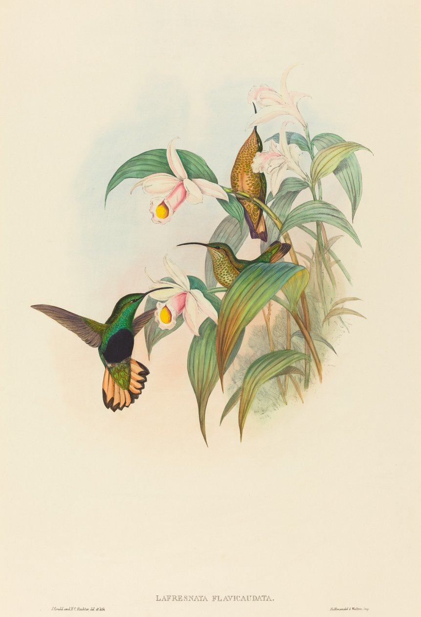 Lafresnaya flavicaudata Buff-tailed Velvet-bryst. Skaber: John Gould, Henry Constantine Richter. af John Gould and Henry Constantine Richter John Gould and Henry Constantine Richter