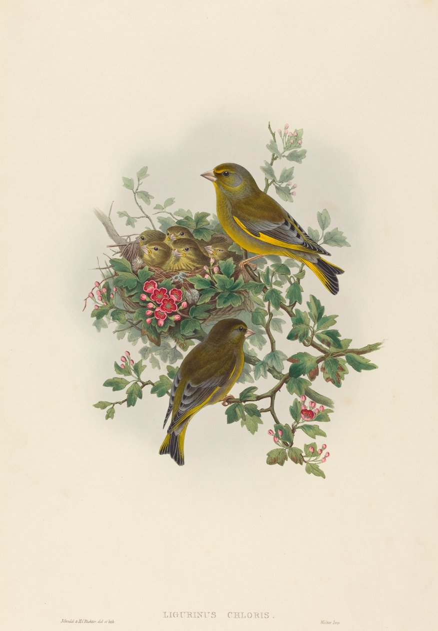 Ligurinus chloris Grønfinke. Skaber: John Gould, Henry Constantine Richter. af John Gould and Henry Constantine Richter John Gould and Henry Constantine Richter