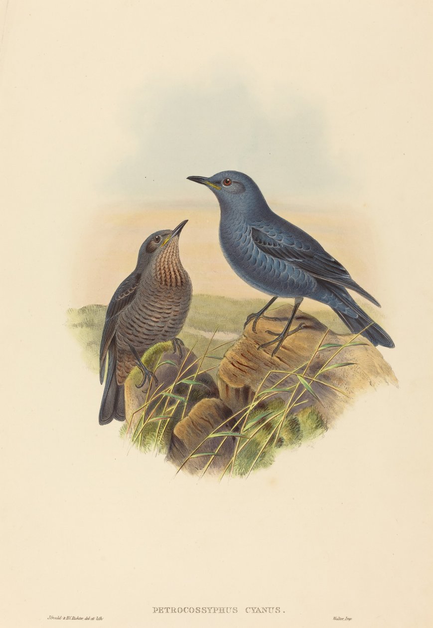 Petrocossyphus cyanus Blå stendrossel. Skaber: John Gould, Henry Constantine Richter. af John Gould and Henry Constantine Richter John Gould and Henry Constantine Richter