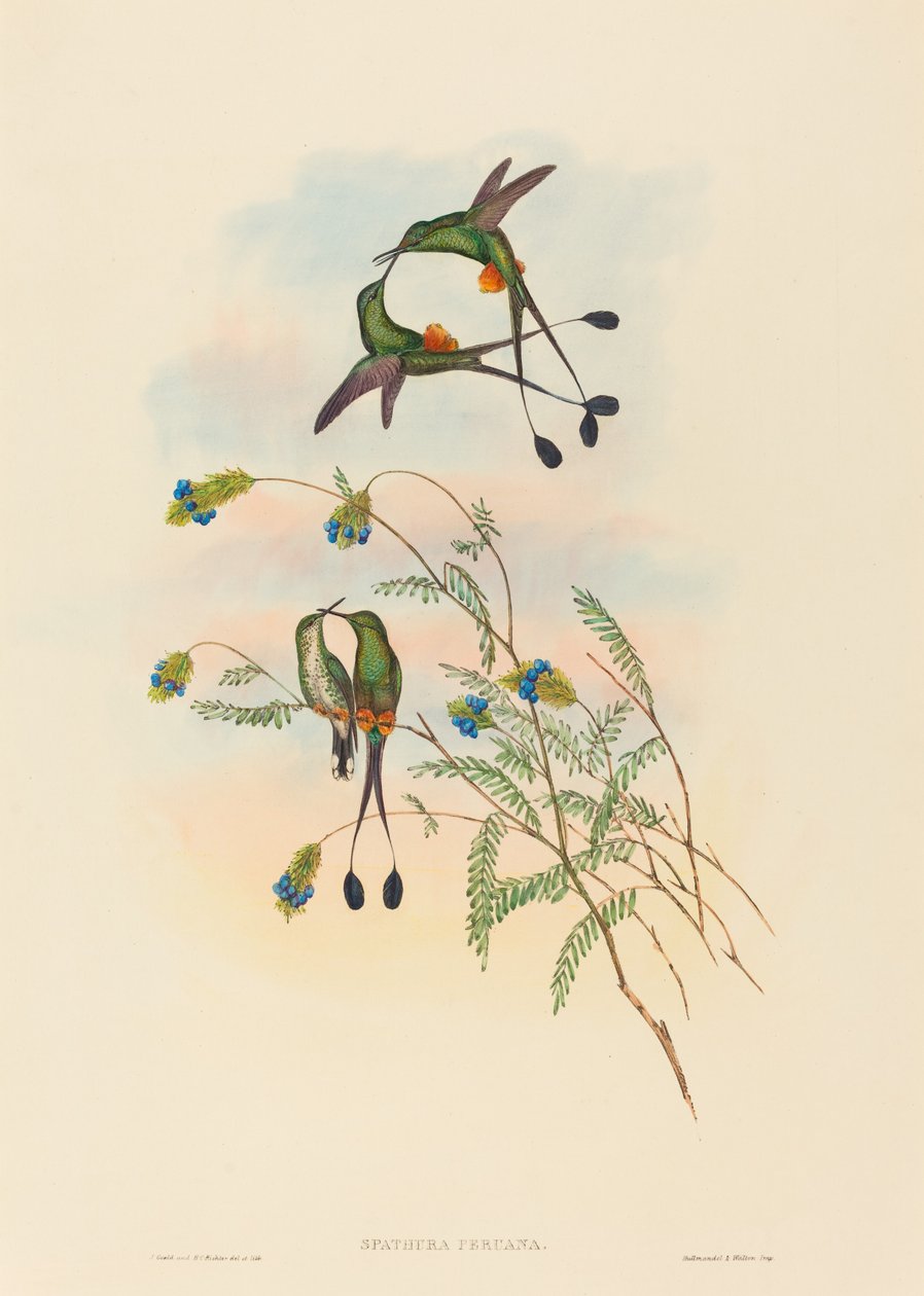 Spathura peruana Peruviansk ketcherhale. Skaber: John Gould, Henry Constantine Richter. af John Gould and Henry Constantine Richter John Gould and Henry Constantine Richter