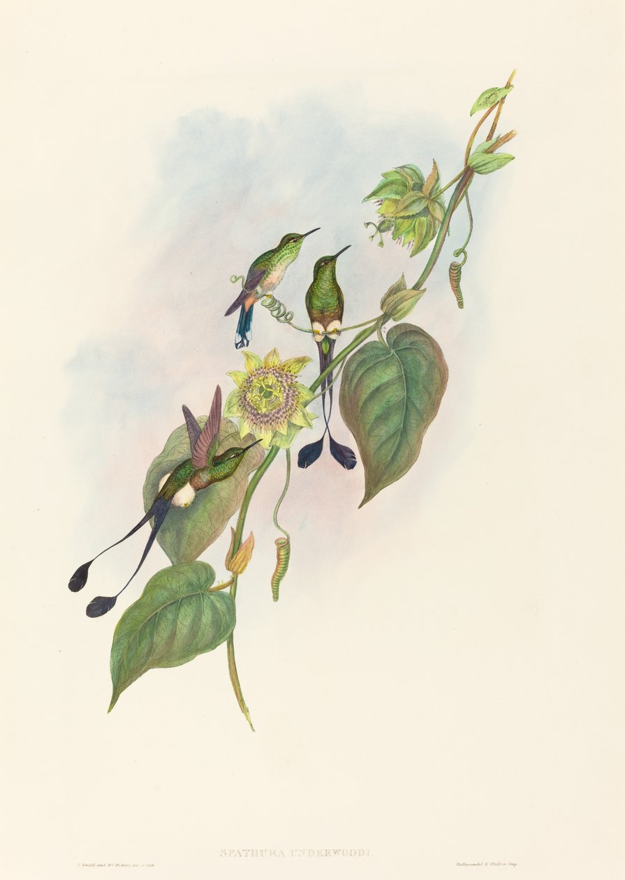 Spathura underwoodi Hvidfodet ketcherhale. Skaber: John Gould, Henry Constantine Richter. af John Gould and Henry Constantine Richter John Gould and Henry Constantine Richter