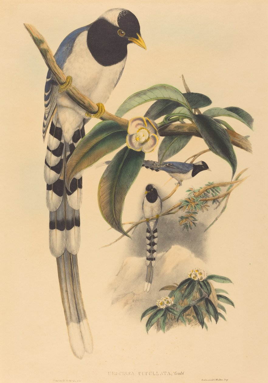 Urocissa cucullata, sandsynligvis 18501883. Skaber: John Gould, Henry Constantine Richter. af John Gould and Henry Constantine Richter John Gould and Henry Constantine Richter