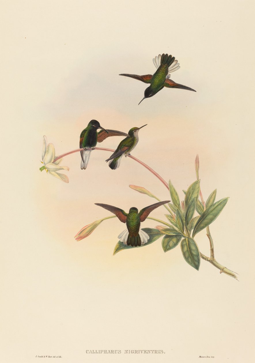 Callipharus nigriventris Sortbuget kolibri. Skaber: John Gould, William Matthew Hart. af John Gould, William Matthew Hart