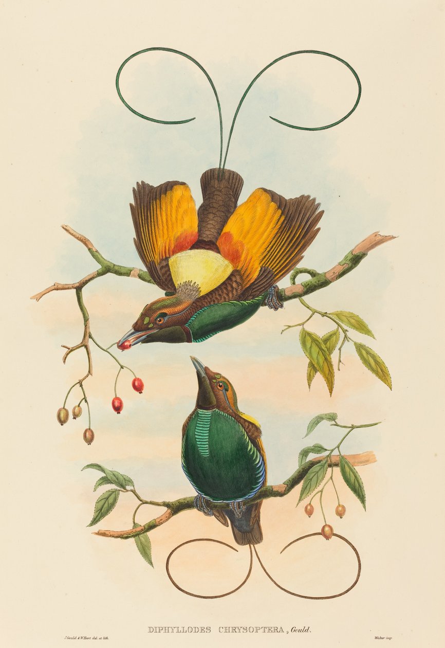 Diphyllodes chrysoptera Storslået Paradisfugl. Skaber: John Gould, William Matthew Hart. af John Gould, William Matthew Hart