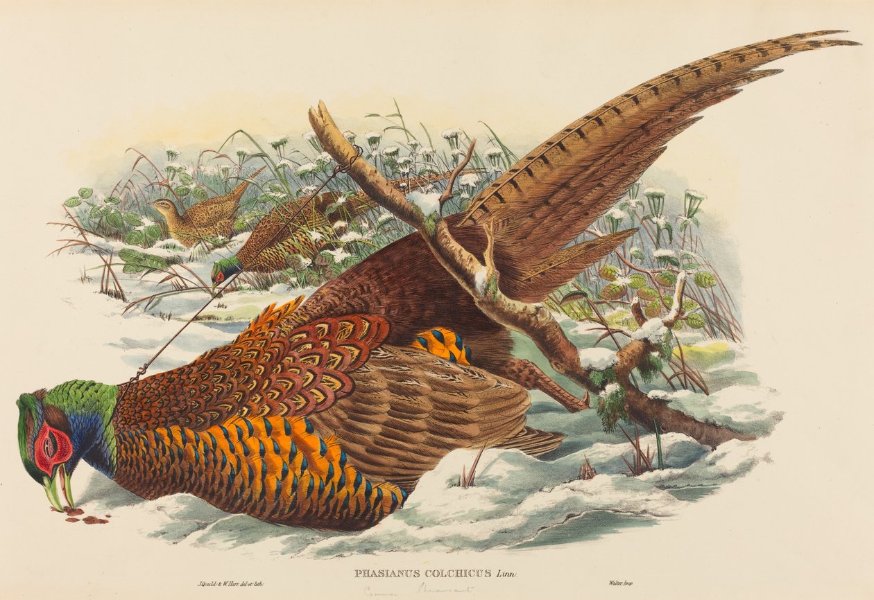 Phasianus colchicus Ringhalset Fasan. Skaber: John Gould, William Matthew Hart. af John Gould, William Matthew Hart