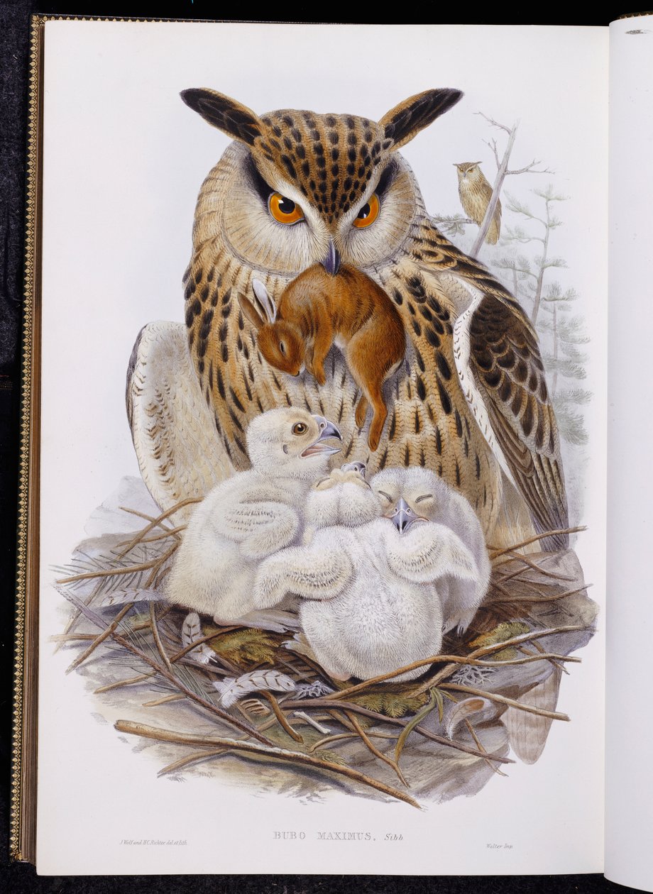 A Great Owl and Chicks, from "The Birds of Europe", published 1832-37dani af John Gould