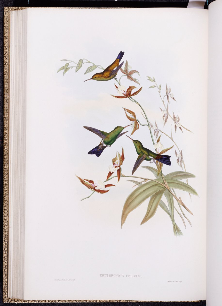 En monografi af Trochilidae, eller familie af kolibrier, udgivet 1849-61 af John Gould