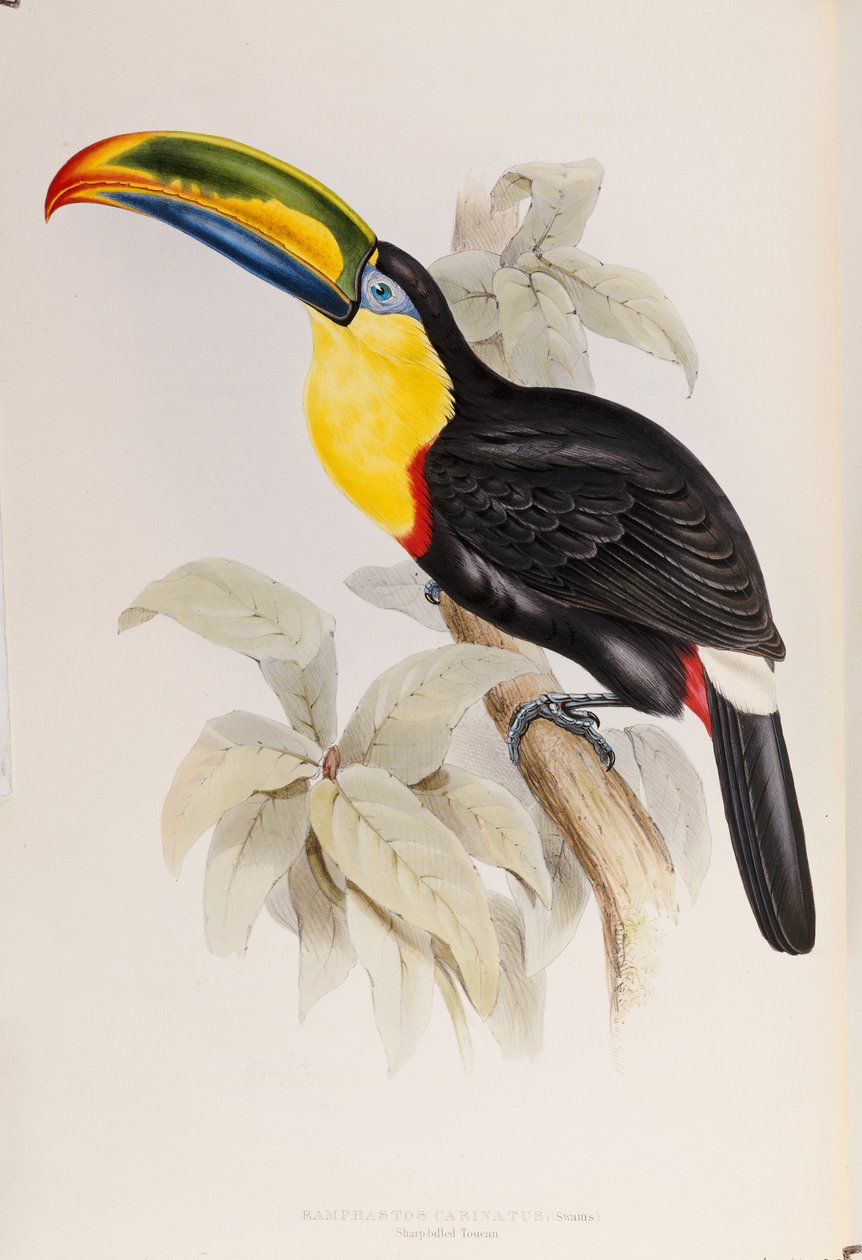En monografi af Ramphastidae, eller familie af tukaner, første udgave, udgivet 1834 af John Gould