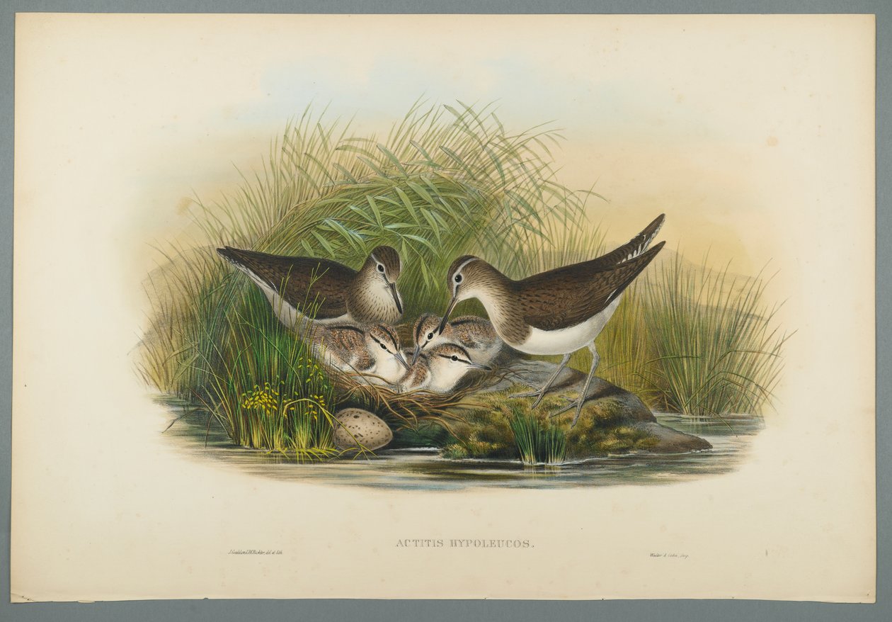 Actitis Hypoleucos - Sommersnipe (farve litho på vævet papir) af John Gould