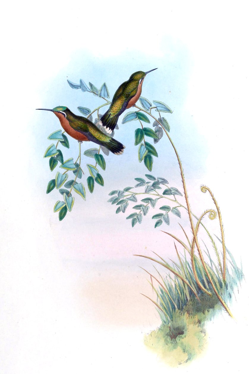 Adelomyia castaneiventris = Lampornis castaneoventris af John Gould