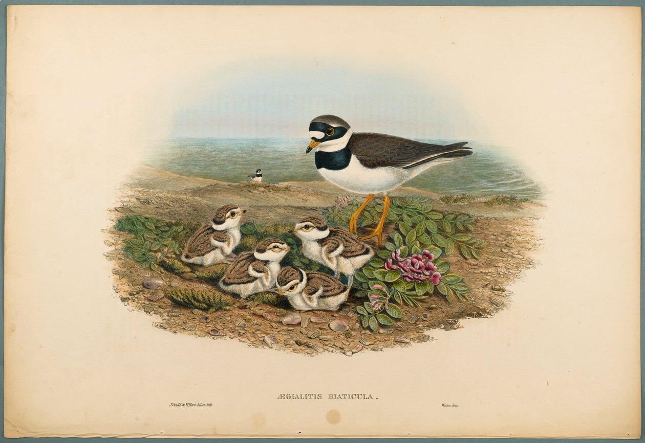 Aegialitis Hiaticula - Ringhøne (farve litho på vævet papir) af John Gould