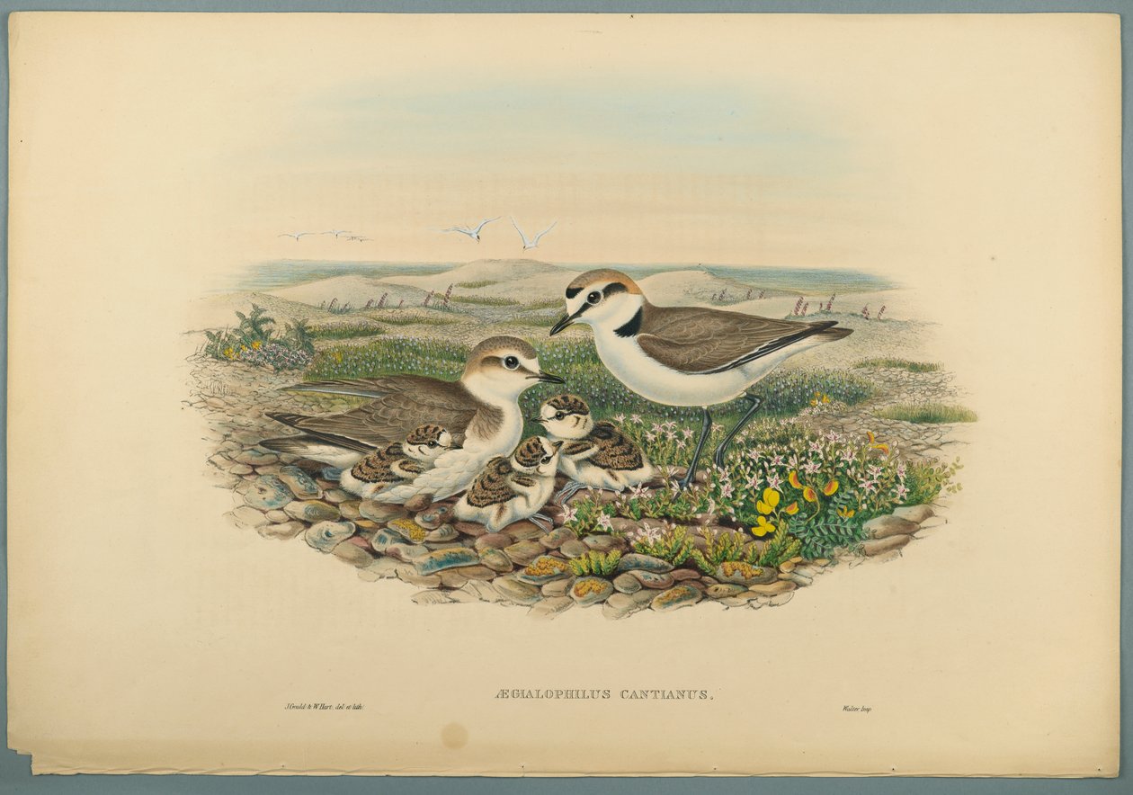 Aegialophilus Cantianus - Kentish Plover (farve litho på vævet papir) af John Gould