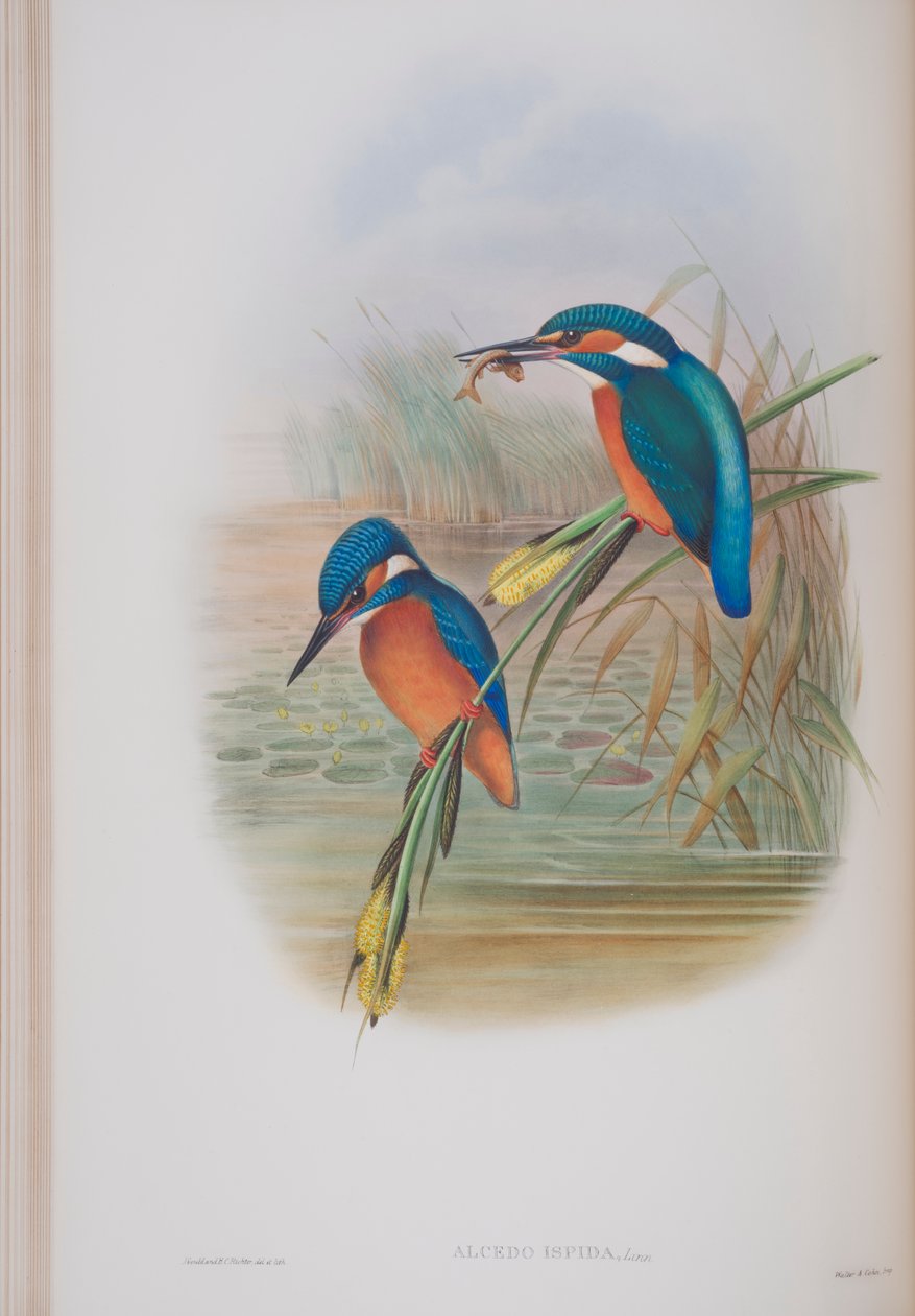 Alcedo Ispida, plade fra The Birds of Great Britain af John Gould, udgivet 1862-73 (håndkoloreret litografi) af John Gould