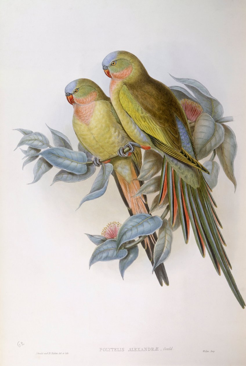 Alexandras papegøje (Polytelis alexandrae), gravering af John Gould af John Gould