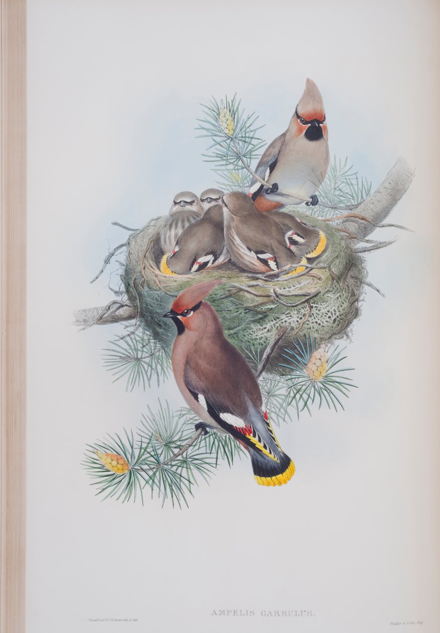 Ampelis Garrulus, plade fra The Birds of Great Britain af John Gould, udgivet 1862-73 (håndkoloreret litografi) af John Gould