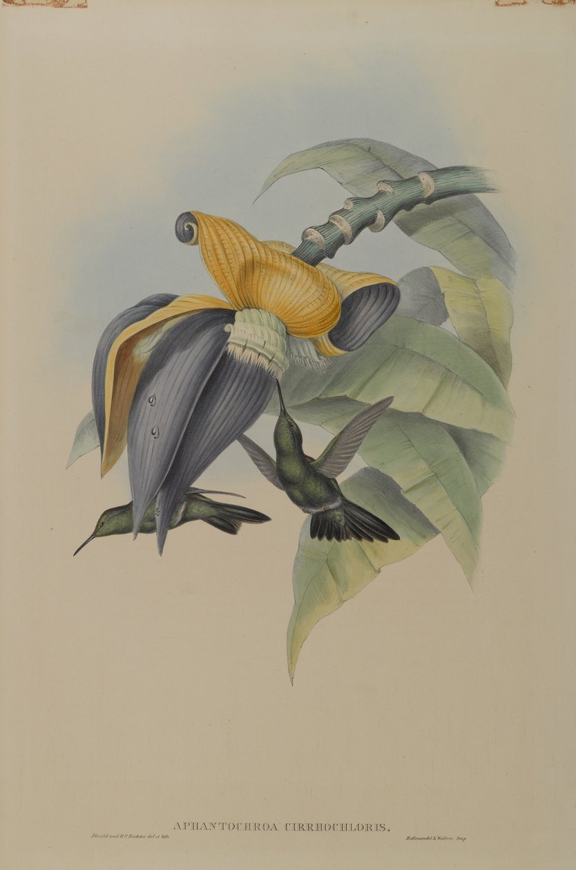 Aphantochroa Cirrhochloris: Sombre Humming Bird af John Gould