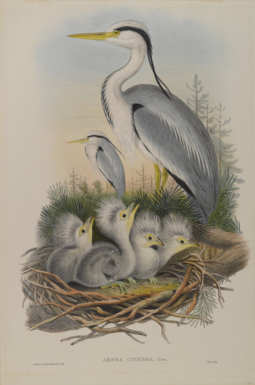Ardea Cinerea - Heron af John Gould
