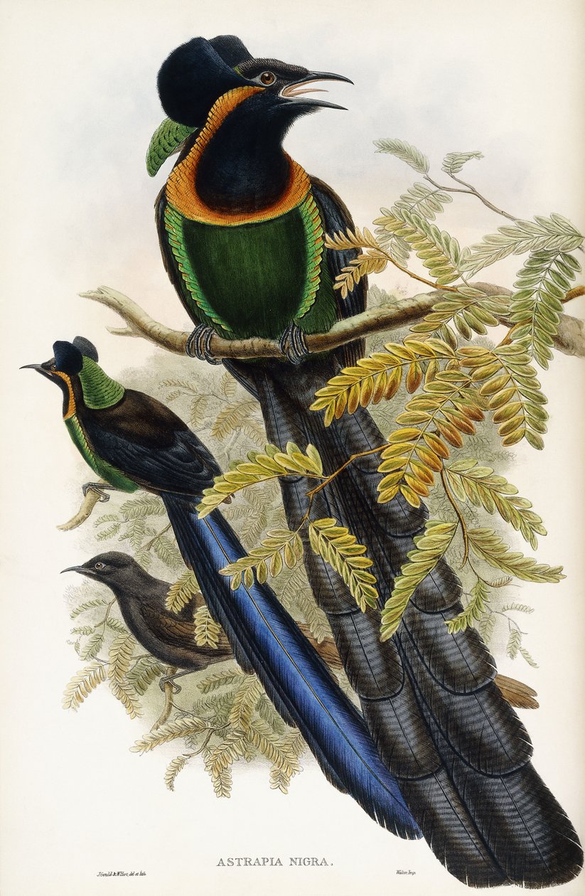 Astrapisk artefakt af John Gould