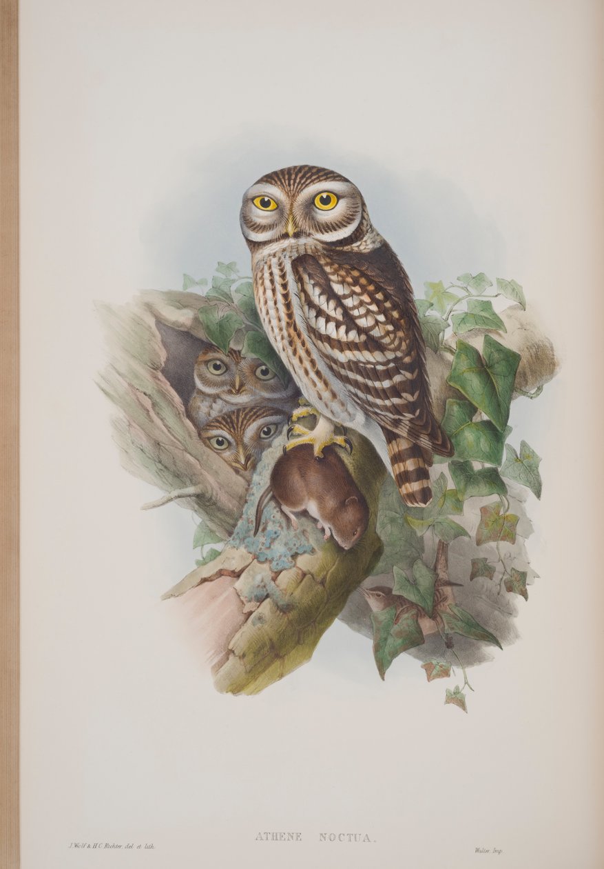 Athene Noctua, plade fra The Birds of Great Britain af John Gould, udgivet 1862-73 (håndkoloreret litografi) af John Gould