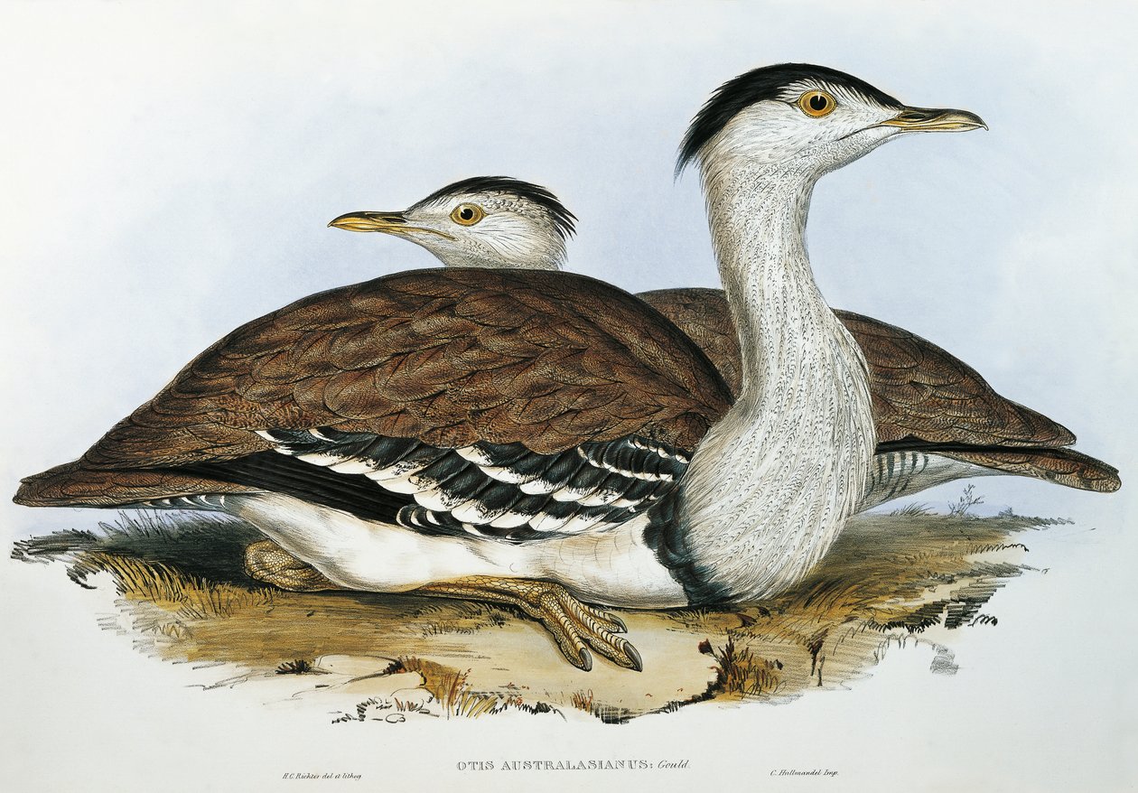 australsk bustard (Otis australasianus) af John Gould