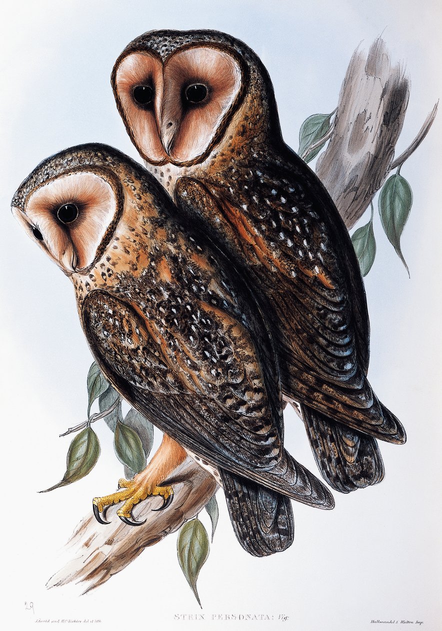 Australian Masked-Owl (Strix personata), litografi fra Birds of Australia af John Gould