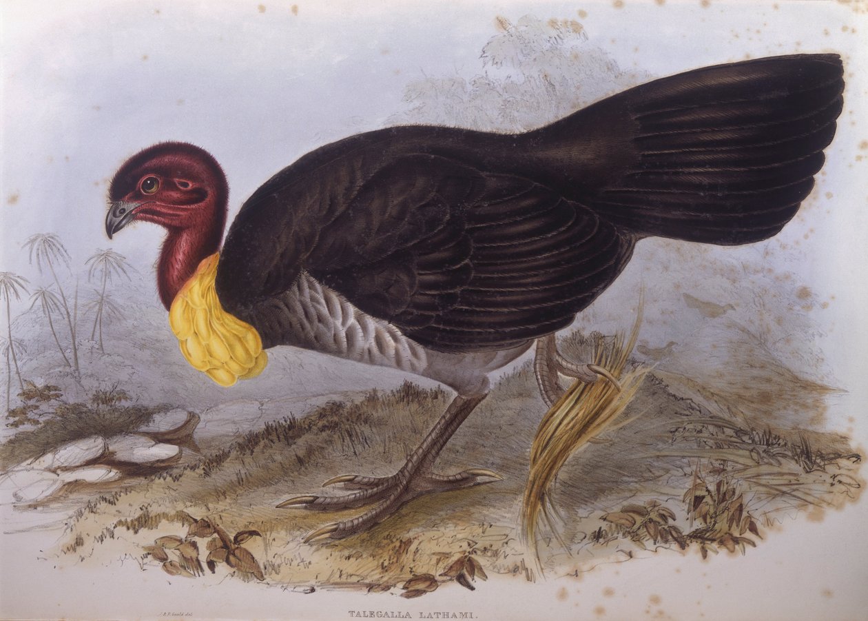 Australsk børstehøne (Alectura lathami), gravering af John Gould af John Gould