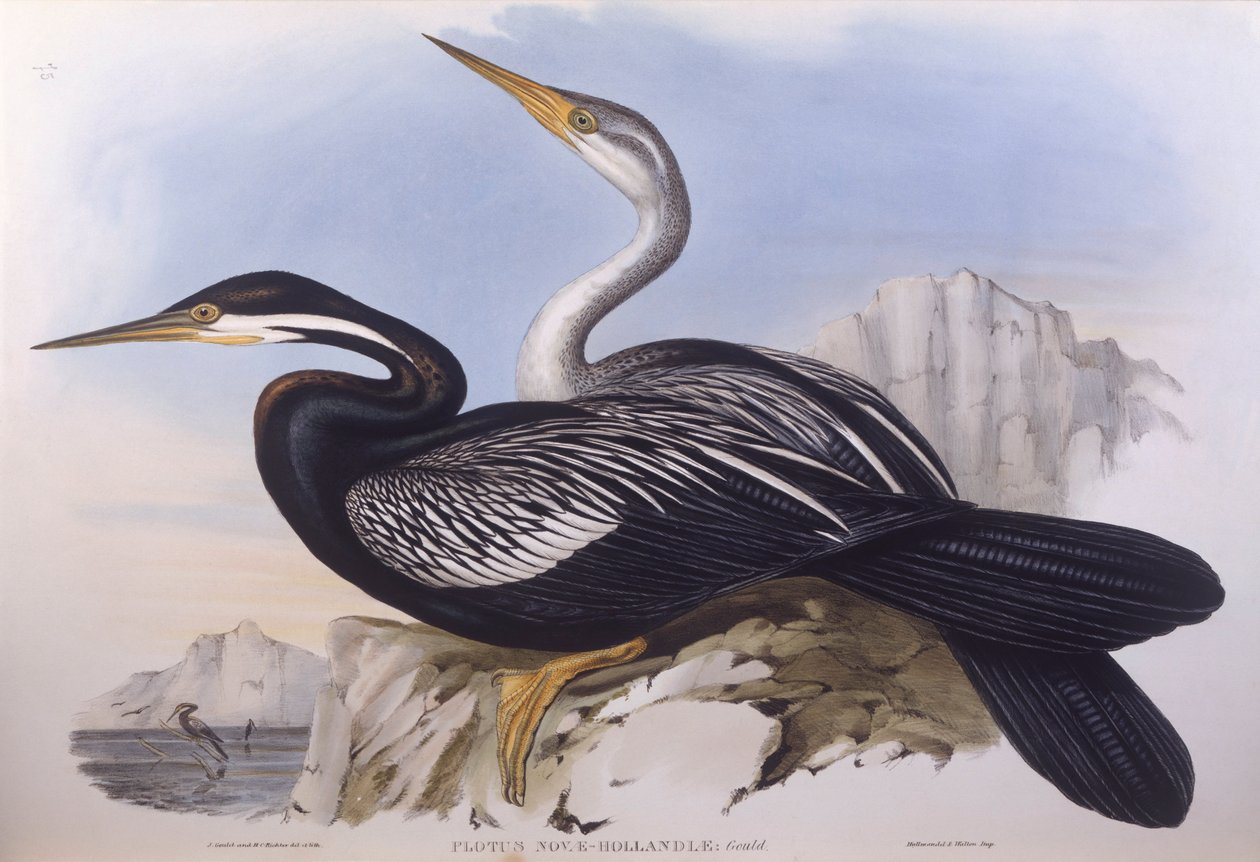 Australsk darter (Anhinga novaehollandiae), Indgravering af John Gould af John Gould