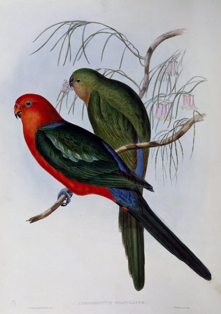 Den australske konge papegøje (Alisterus scapularis), gravering af John Gould (1804-1881) og Henry Constantine Richter (1821-1902). Det Forenede Kongerige af John Gould