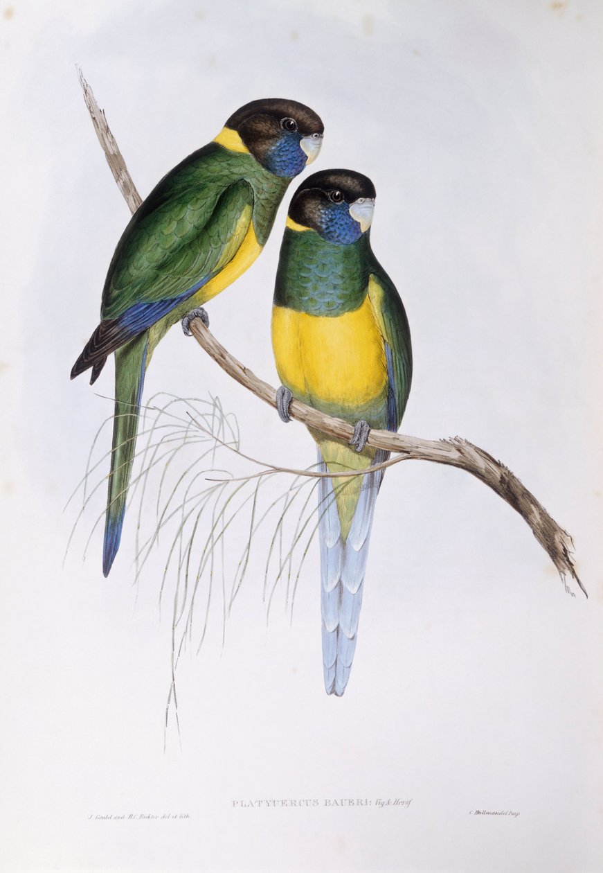 Australsk ringhals (Barnardius eller Platycercus zonarius), gravering af John Gould af John Gould