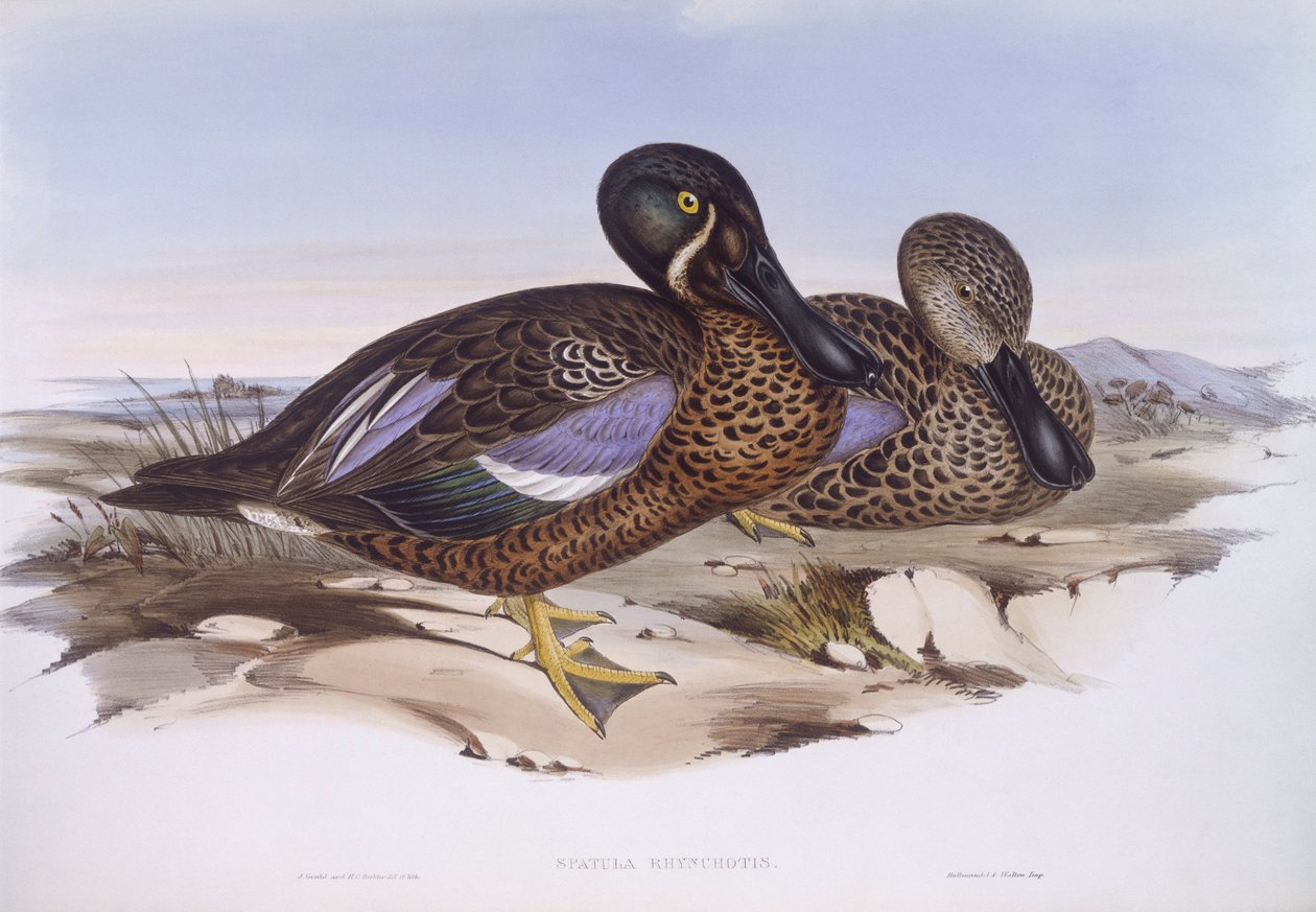 Australsk skovler (Anas rhynchotis), gravering af John Gould af John Gould