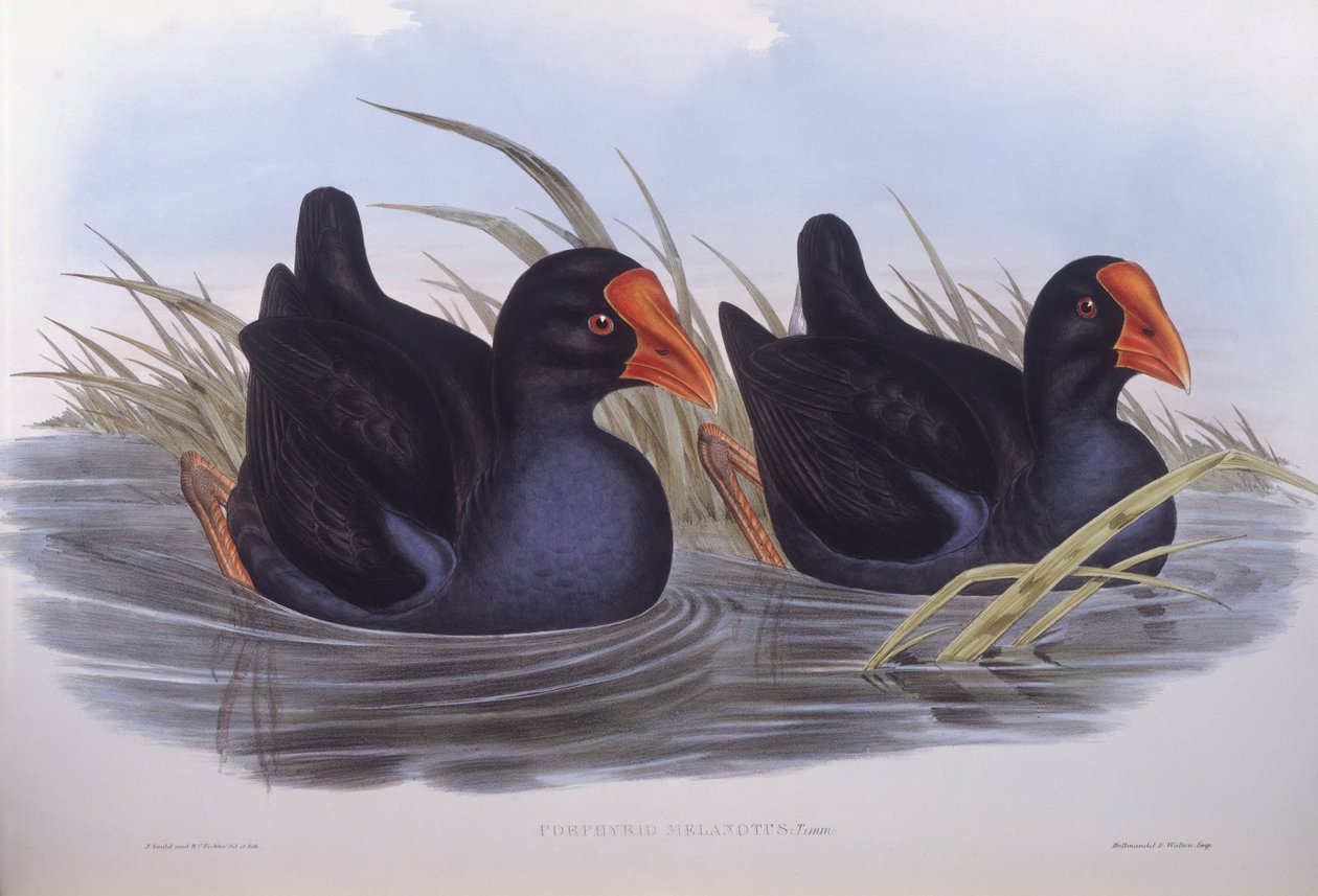 Australsk sumphen (Porphyrio melanotus), Indgravering af John Gould af John Gould
