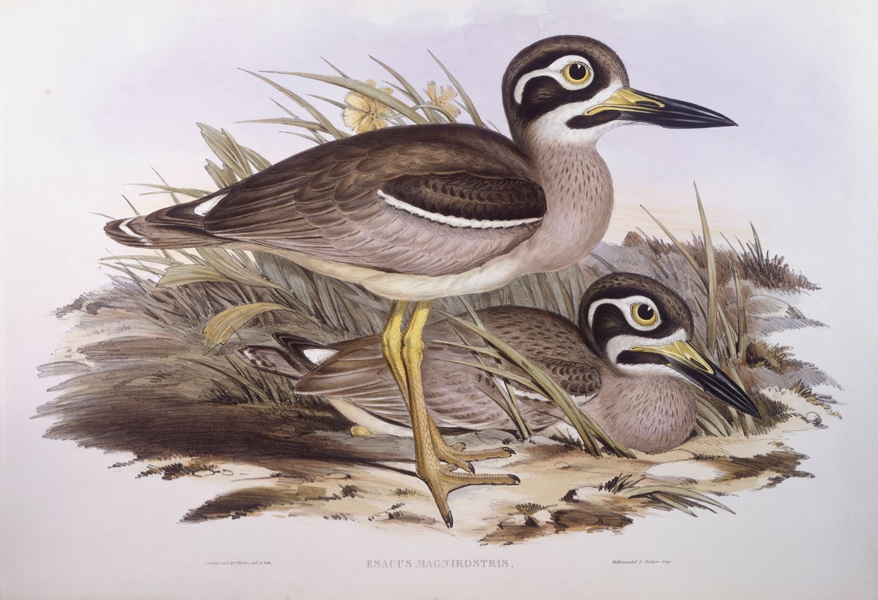 Strand tykt knæ (Esacus magnirostris eller Burhinus giganteus), gravering af John Gould af John Gould