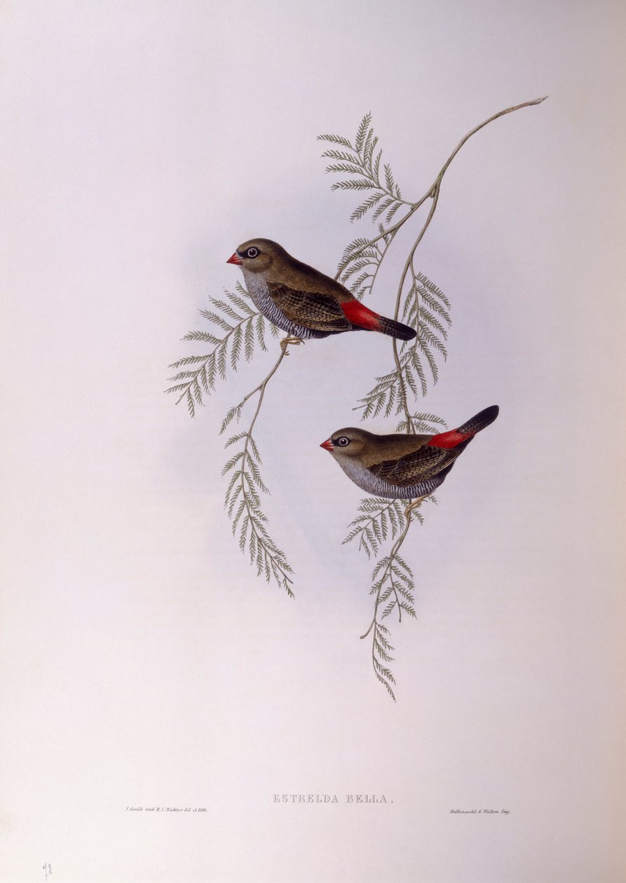 Smuk ildhale (Stagonopleura bella), Gravering af John Gould af John Gould