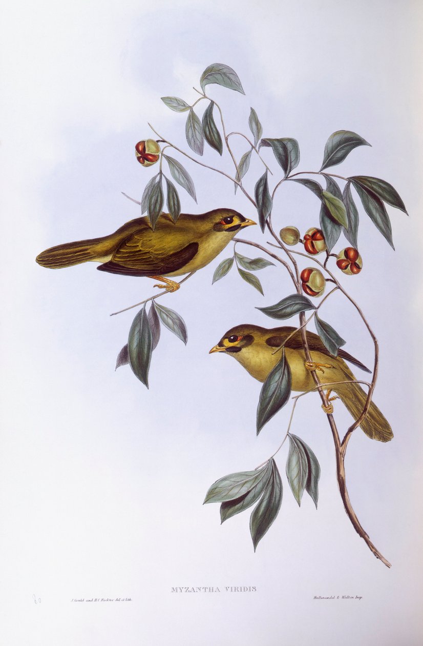 Bell Miner (Manorina Melanophrys), gravering af John Gould af John Gould