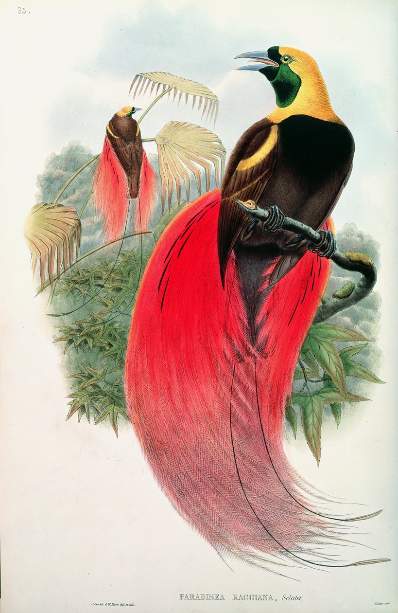 Paradisfugl, graveret af T. Walter af John Gould
