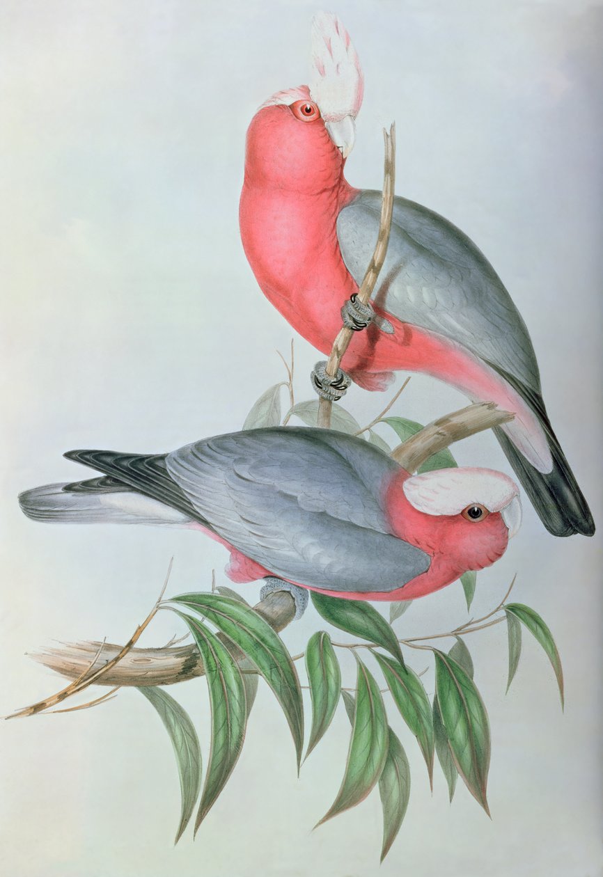 Asiens fugle af John Gould