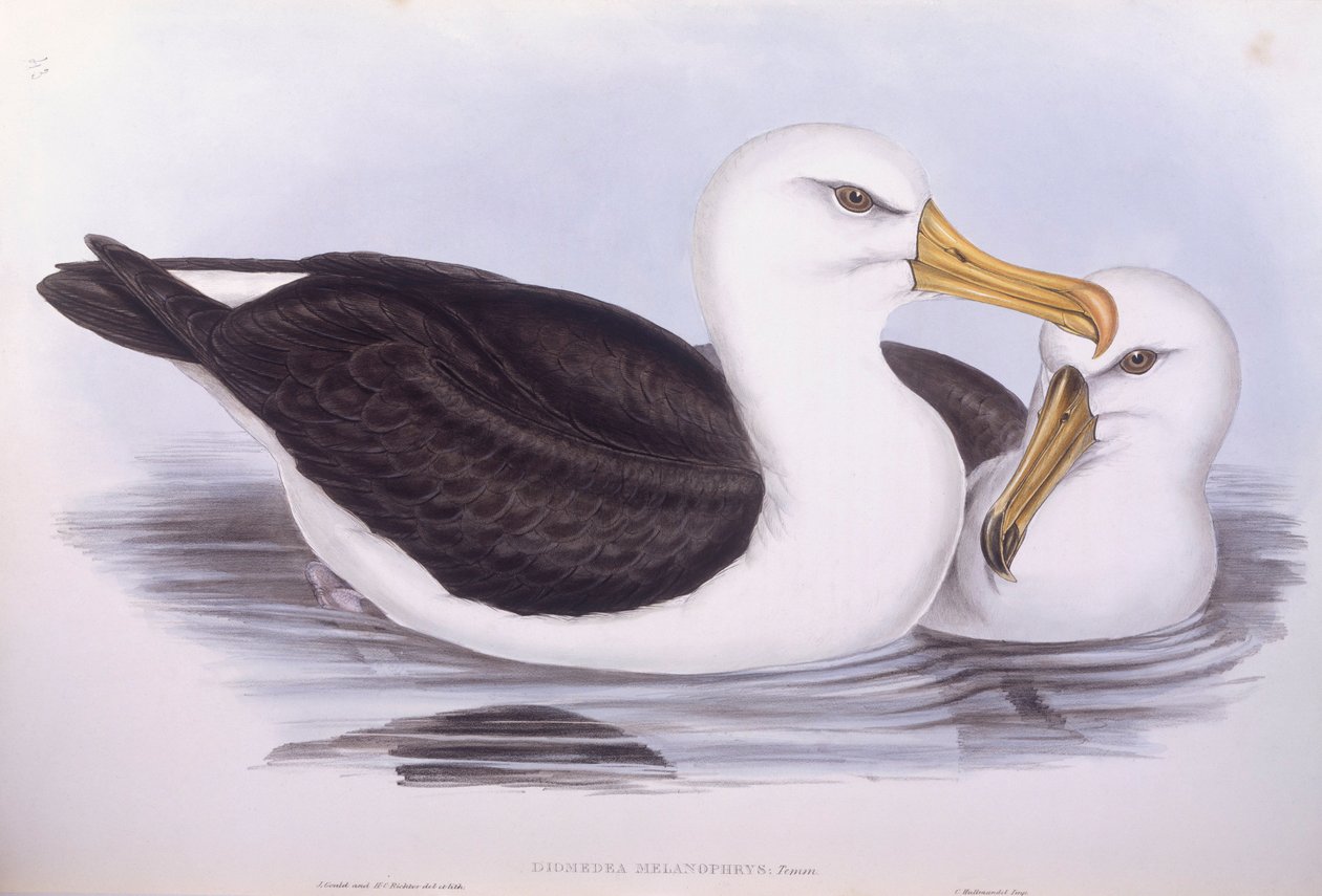 Sortbrynet albatros (Diomedea o Thalassarche melanophrys), gravering af John Gould af John Gould