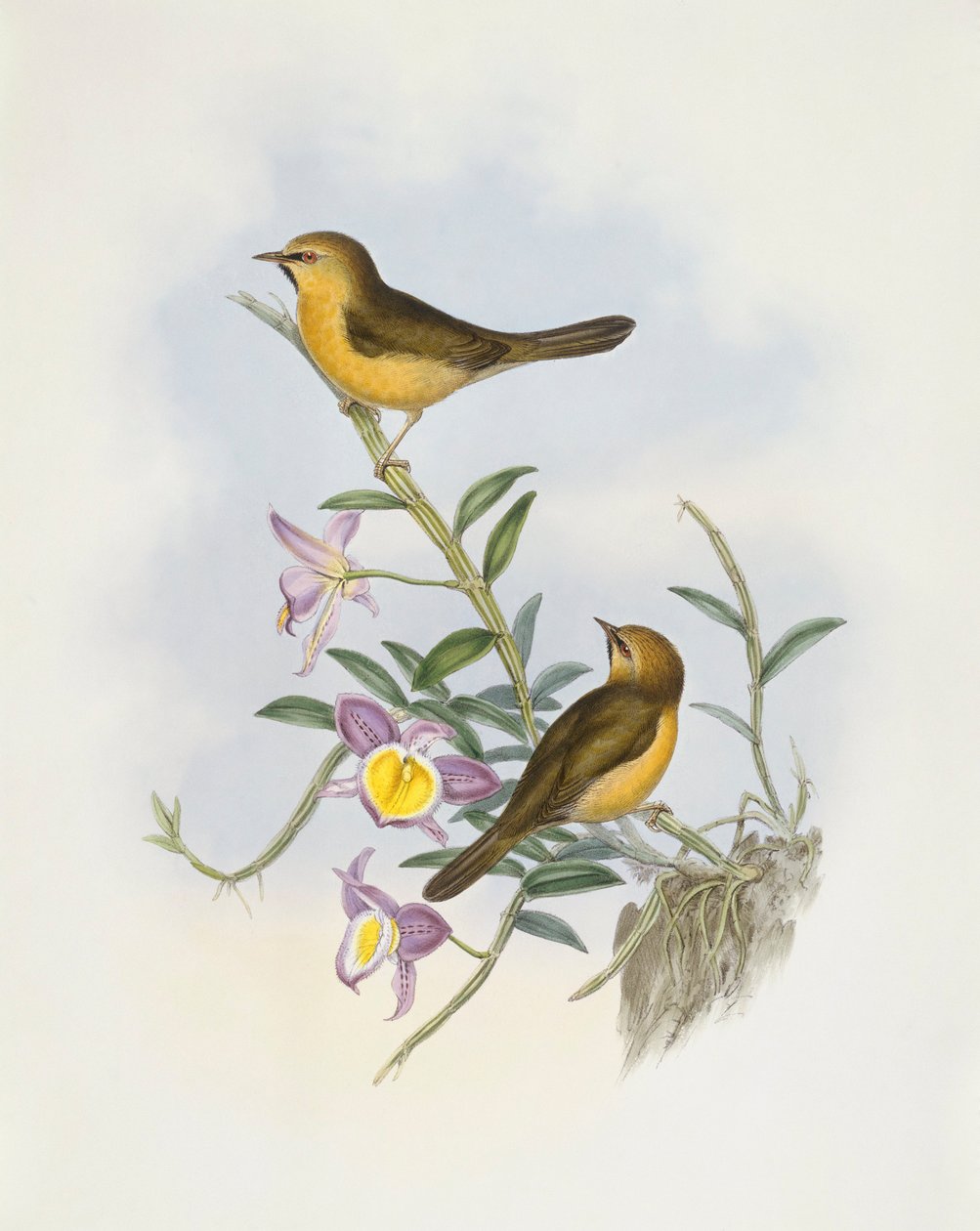 Sort-chinned babbler (Stachyris pyrrhops), Indgravering af John Gould af John Gould