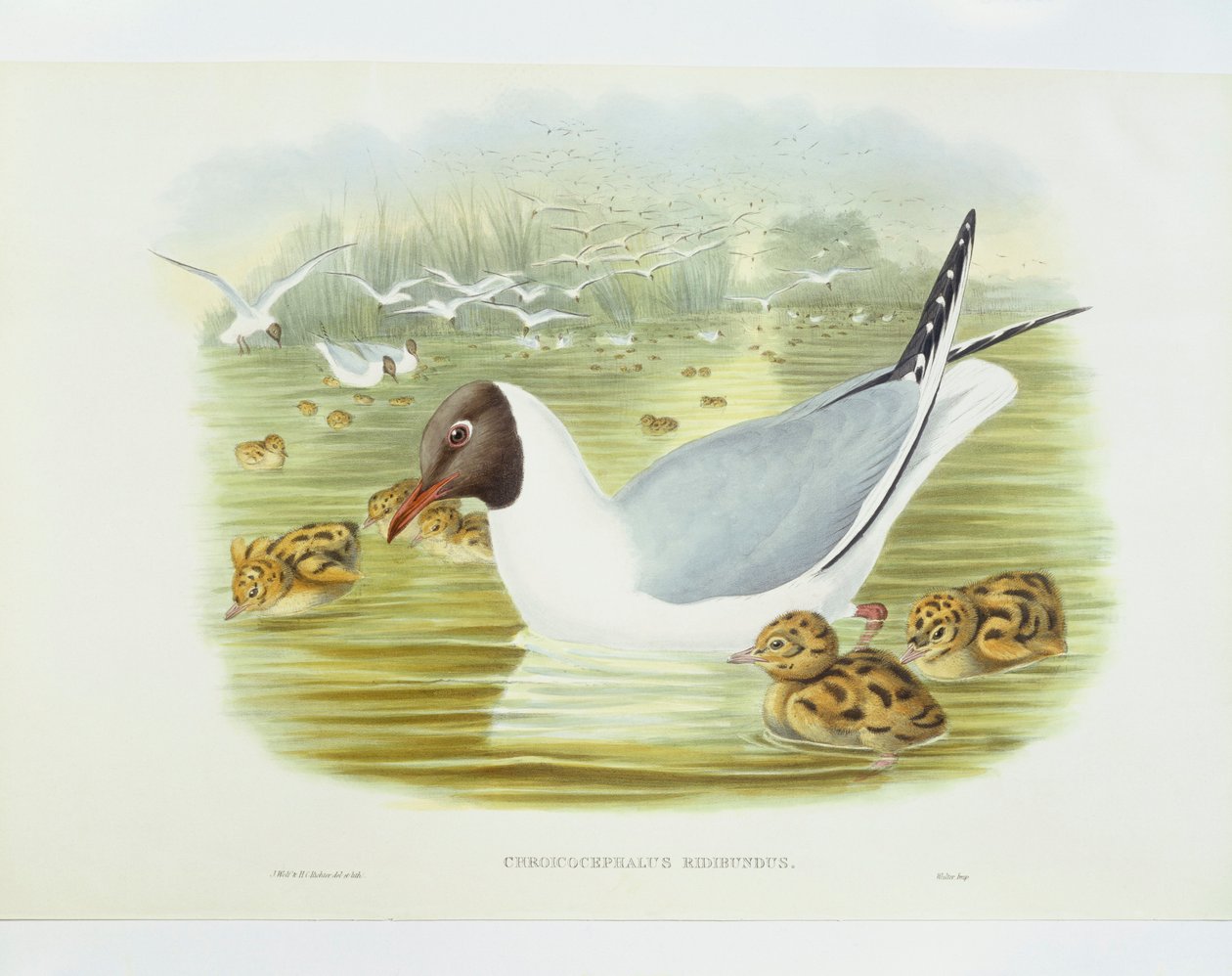 Sorthovedet måge (Larus ridibundus), Indgravering af John Gould, William Hart, H C Richter af John Gould