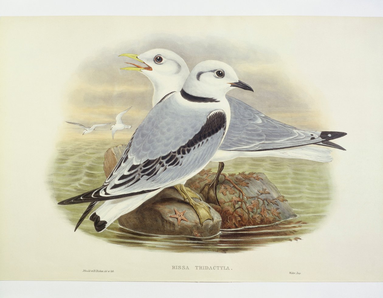 Sortbenet krykke (Rissa tridactyla), gravering af John Gould, William Hart, H C Richte af John Gould