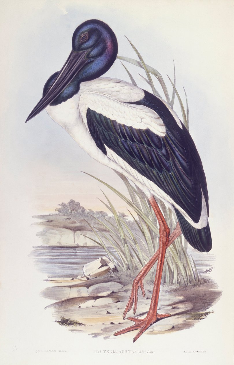 Sorthalset stork (Ephippiorhynchus asiaticus), gravering af John Gould af John Gould