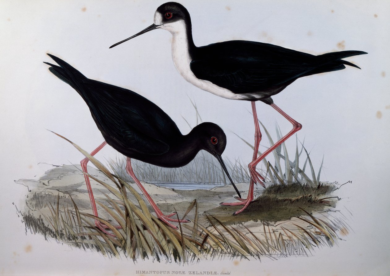 Sort stilt (Himantopus novaezelandiae), gravering fra Birds of Australia af John Gould