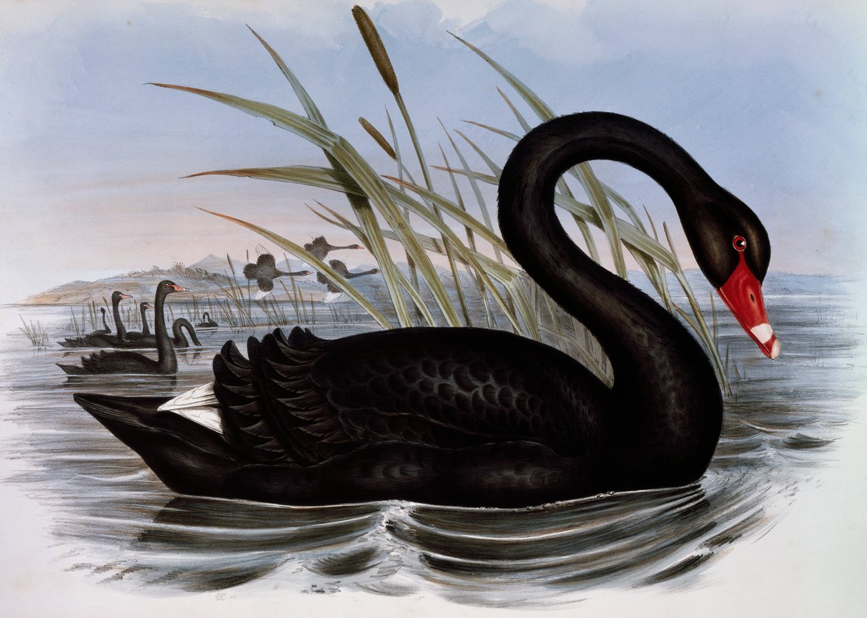 Black Swan (Cygnus atratus), gravering fra Birds of Australia af John Gould